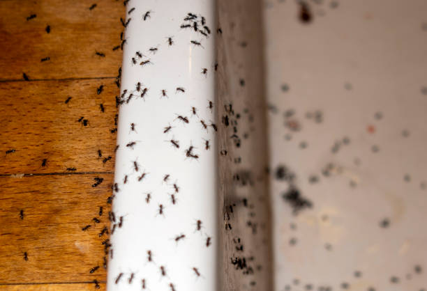 Best Pest Removal Services  in Fort Dodge, IA